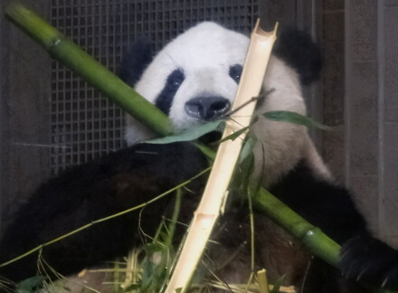 ばってん