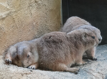 おでぶ
