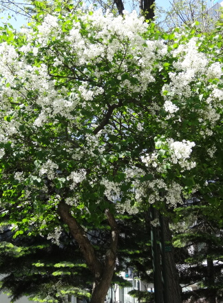 6_23sapporo13-51.jpg