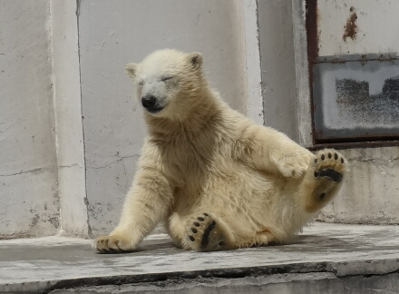 パンダすわり
