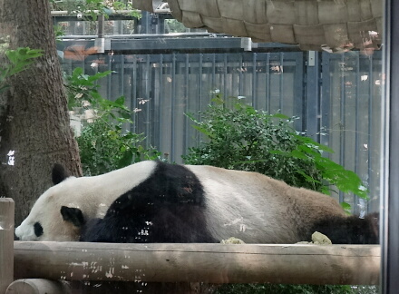 鼻長w