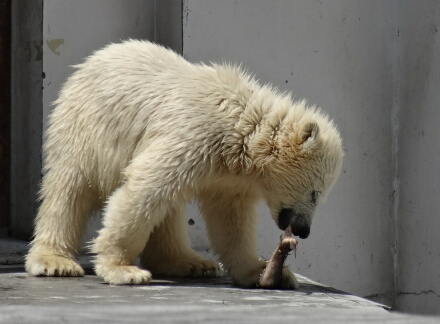 クマだね!