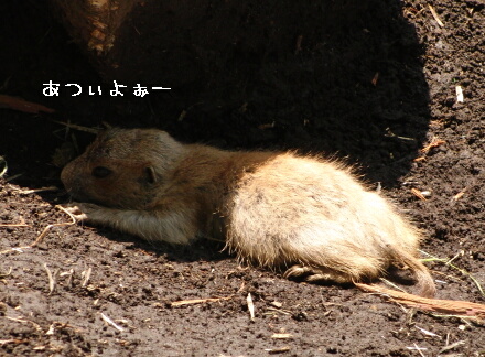 子プレもだるだる