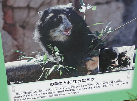 8_14meganeguma14-1.jpg