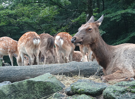 8_18fujisafari14-31.jpg