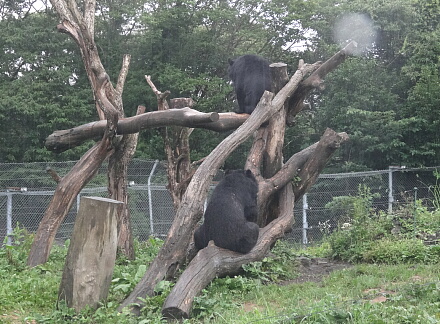 8_18fujisafari14-38.jpg