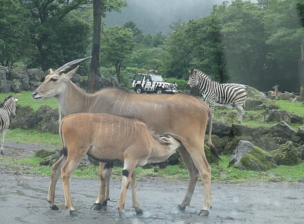 8_18fujisafari14-45.jpg