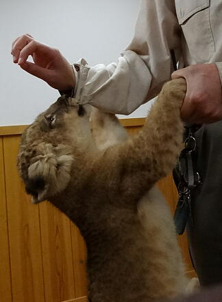 8_21lion14-19.jpg