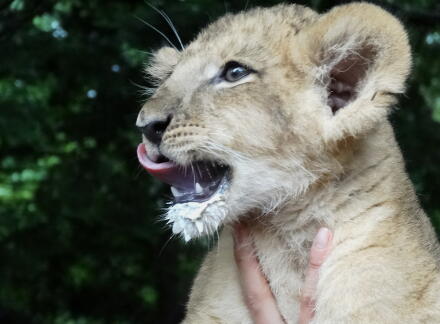 8_21lion14-5.jpg