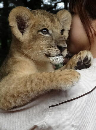 8_21lion14-7.jpg