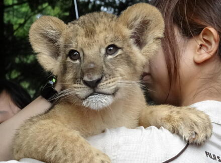 8_21lion14-8.jpg