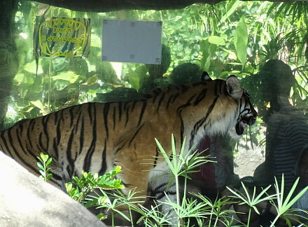 8_24tigar14-1.jpg