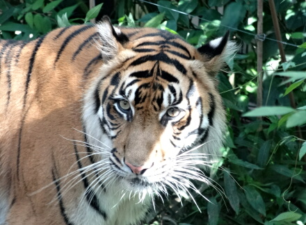 8_24tigar14-2.jpg