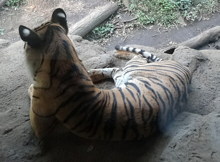 8_24tigar14-3.jpg