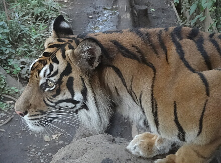 8_24tigar14-4.jpg
