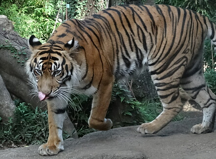 8_24tigar14-5.jpg