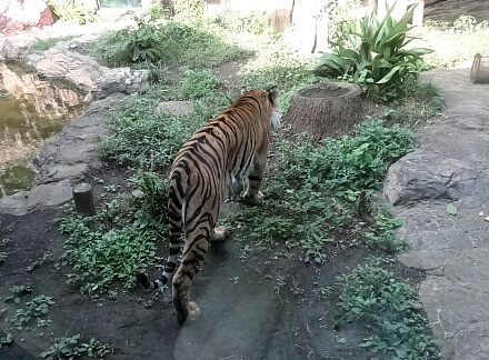 8_24tigar14-6.jpg