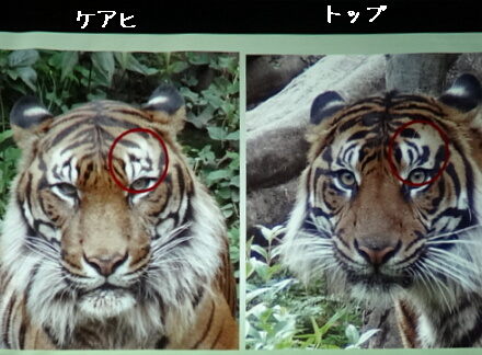 8_24tigar14-7.jpg