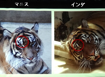 8_24tigar14-8.jpg