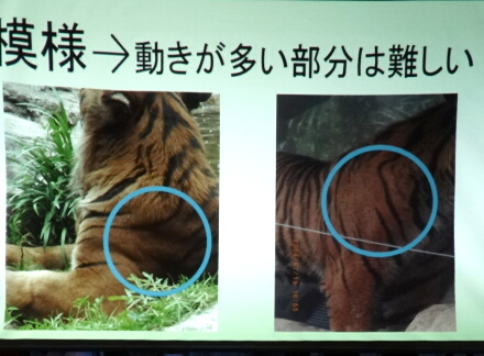 8_24tigar14-9.jpg