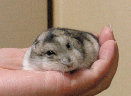 すっかりちえっこ