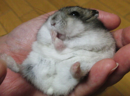 どっすん